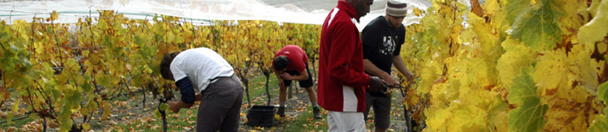 Central Otago Riesling - Auburn Riesling