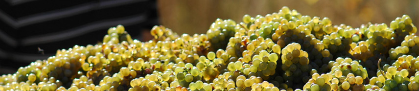 Central Otago Riesling - Auburn Riesling